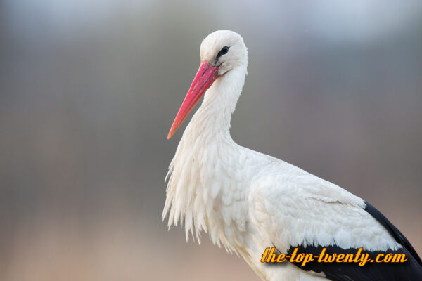 White Stork list top 20 biggest birds White Stork